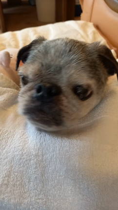 レンとクロエの近況をお知らせします♪︎の記事動画