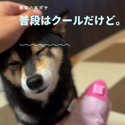 あざとい黒柴あずきの記事動画