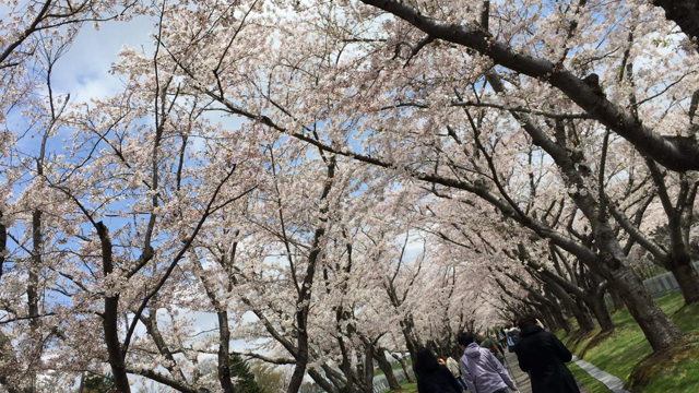 桜のトンネルとGETしたものの記事動画