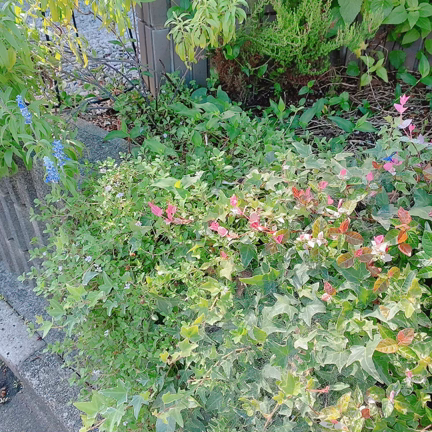 『アゲハ蝶』は上げ波長？！の記事動画