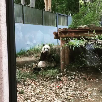 シャンシャンに会えました〜〜♬の記事動画