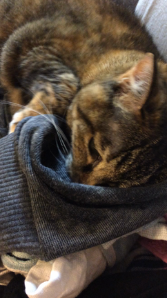 にょにょさん、経過報告の記事動画