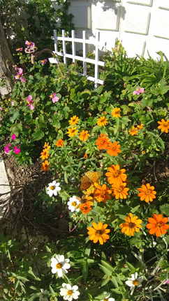 蝶々がとんでいた ツマグロヒョウモンの記事動画