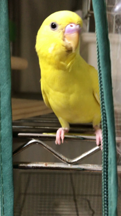 春雷 新 鎌倉インコ