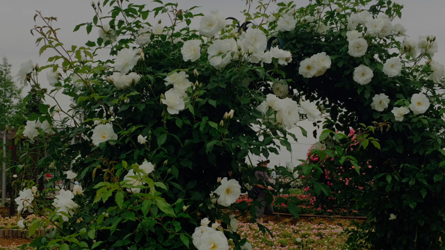 バラまつりの記事動画