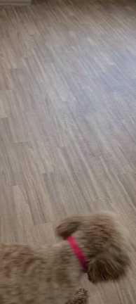 パピー教室の記事動画