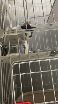 【訃報】ましろ亡くなりましたの記事動画