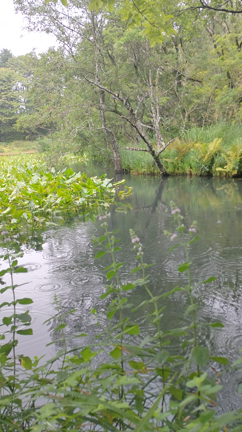 箱根湿生花園で一人思ったこと『人との距離が、ひつようなんだーーーー！！』の記事動画