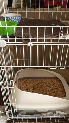 保護猫の記事動画