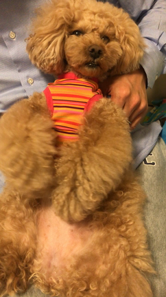 桜とマッサージの記事動画