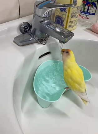 暑い毎日　オカメインコのレモンちゃん乗り切る作戦の記事動画