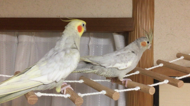 初動画の投稿！の記事動画