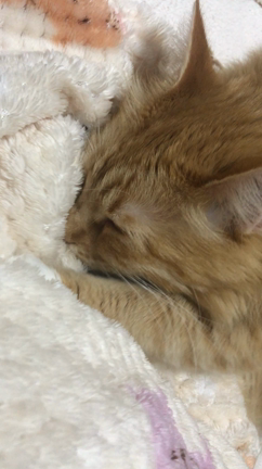 最近の。。。の記事動画