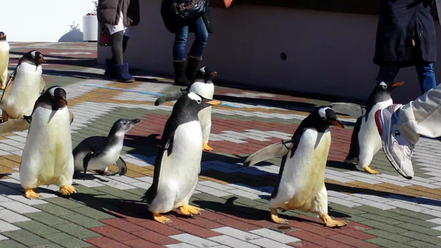 ☆和歌山　アドベンチャーワールド　動画　ペンギンパレード編の記事動画