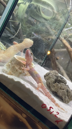 オザキフラワーパークでリフレッシュ⭐︎の記事動画