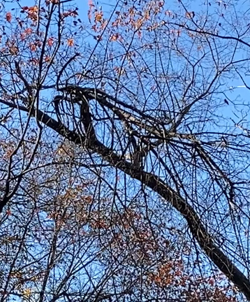 お山はそろそろ秋が終わるの記事動画