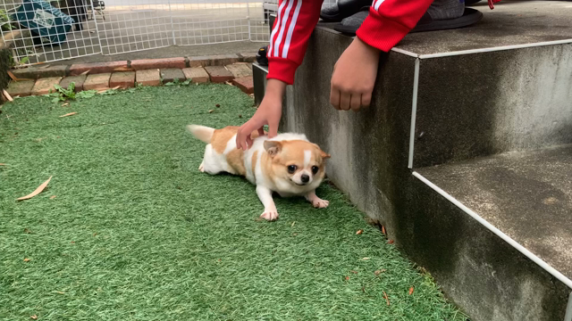 もふちゃんの記事動画