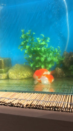 ３連休最終日〜。の記事動画