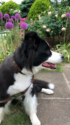 犬君、聞き耳をたてるの記事動画