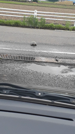 カメさんのお散歩の記事動画