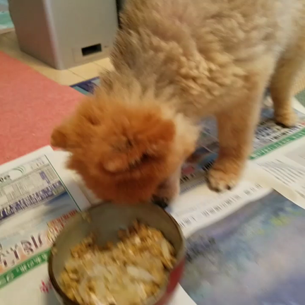 回復の記事動画