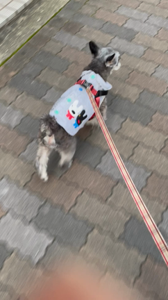 うちの子記念日…昨日の記事動画