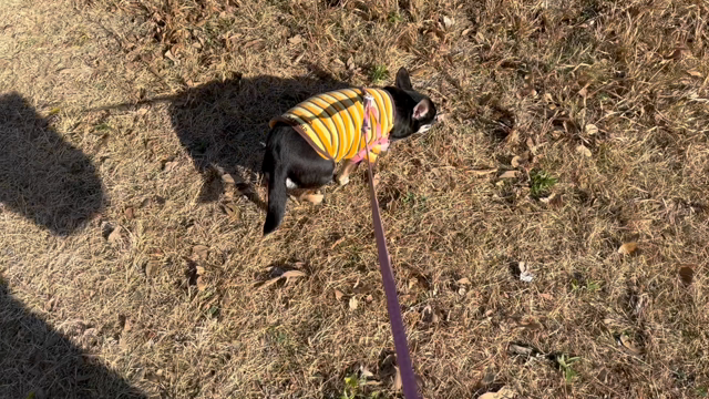 初散歩してきました♪の記事動画