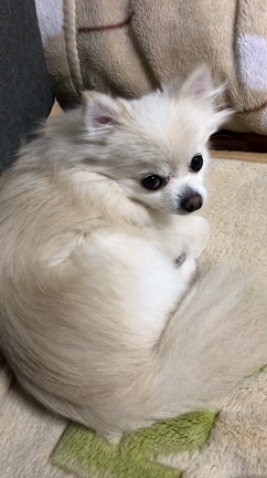 きょうのわんこの記事動画