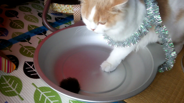 にゃんこよ・・・(=ﾟωﾟ=)の記事動画