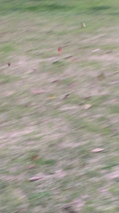 夕方散歩☆落ち葉編の記事動画