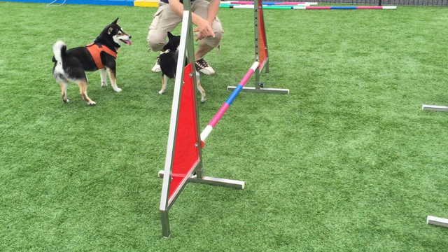 わんわんマルシェ。の記事動画