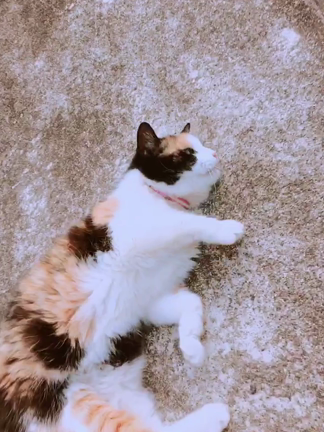 私が好きになったきっかけ #Kayaの記事動画