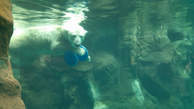 凄いぜ！ズーラシア！の記事動画