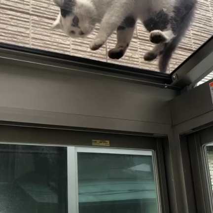 迷い込んできた野良猫①の記事動画