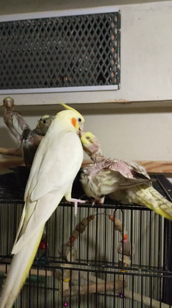 素上げの記事動画