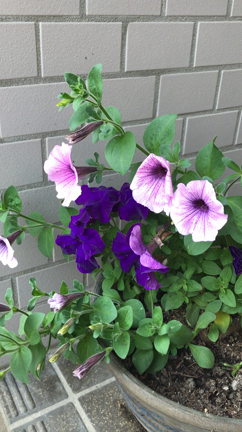 植物から教わったこと。の記事動画