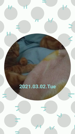 ヒロコーヒーに来てみたの記事動画