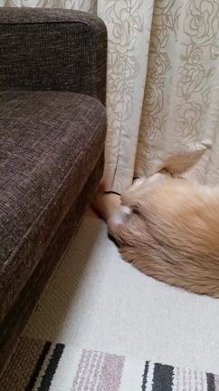 嬉しいような……の記事動画