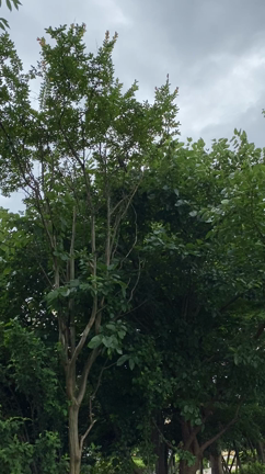 嵐の予感の記事動画