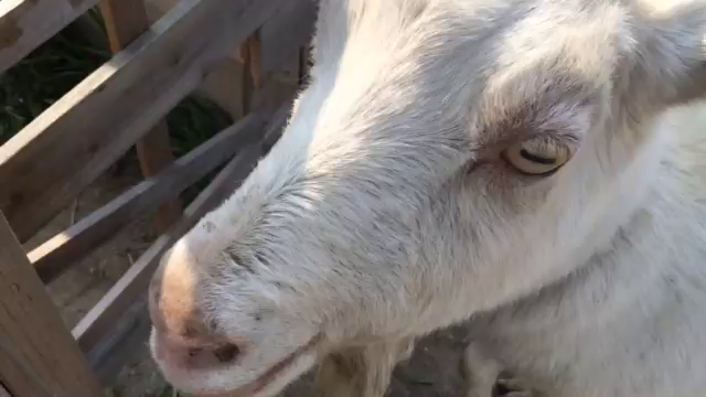 熱中症？季節のからの記事動画