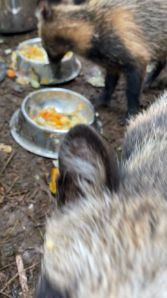虹色、空雲兄弟の離乳食作り！の記事動画