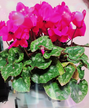 11月残りと12月末までのご予約状況★の記事動画