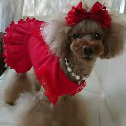 ゆずたん引退(ToT)の記事動画