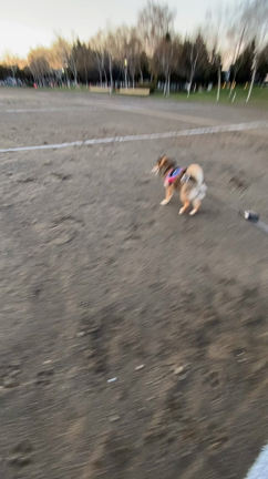 夕方の散歩を唐突に。の記事動画