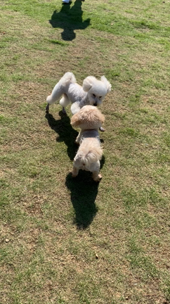 2度目の『ランバードッグフィールド』に来たょ☆の記事動画