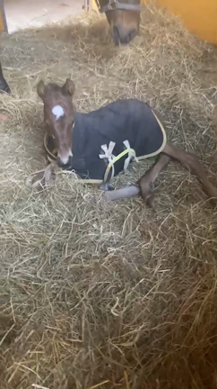 リアルダビスタ＃11～誕生～の記事動画