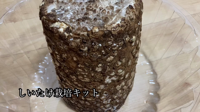 しいたけ栽培キットが届きました。育成日記1日目。の記事動画