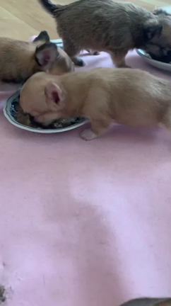 チワワ赤ちゃん離乳食バクバク食べてます❗️の記事動画