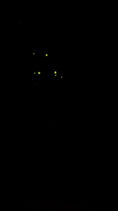 癒しのホタル生活の記事動画