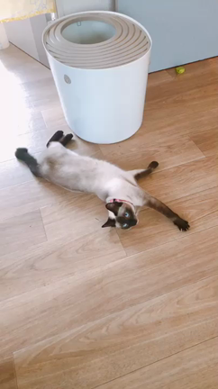 うごくシャム猫我が家の中間管理職るなちゃんの記事動画